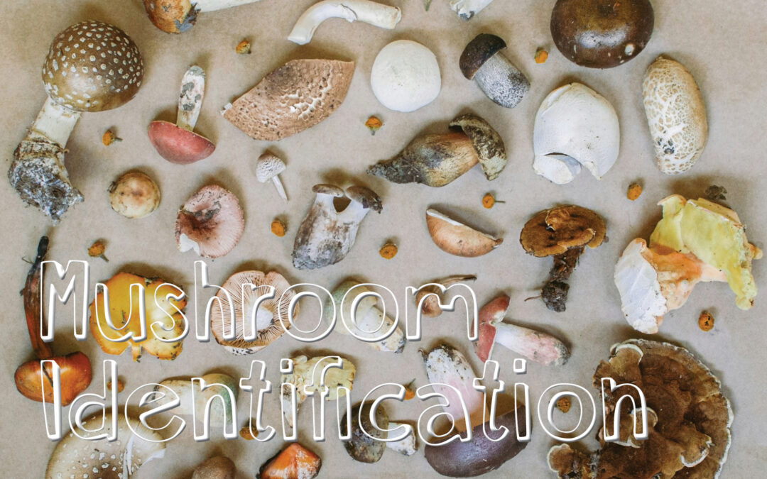 image of wild mushrooms spread out on a table