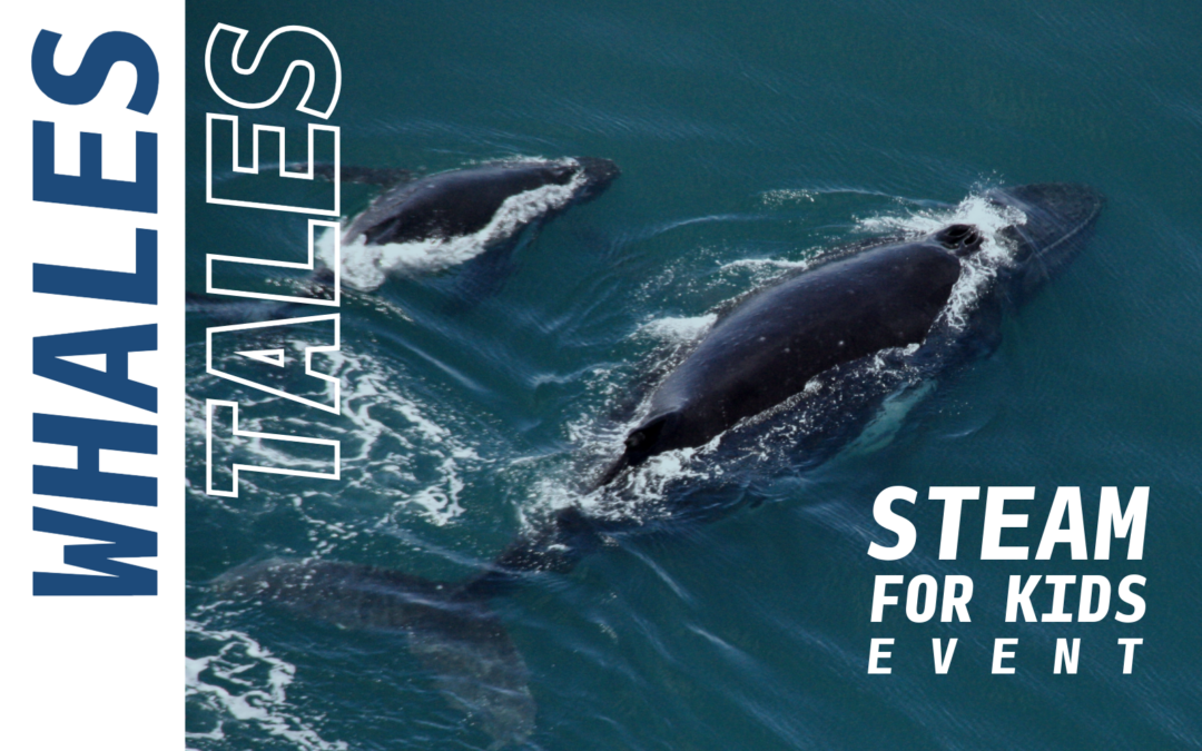 image of aerial view of two whales in the ocean with text on the left