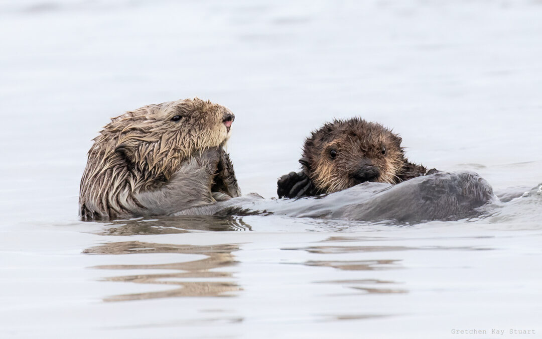 Image of sea otters floating in water